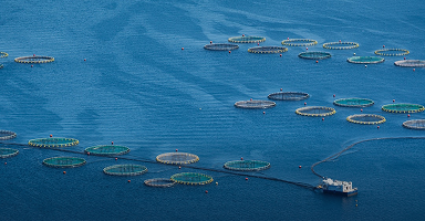 Sustainable Fisheries: Balancing Tradition with Technology